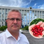 Депутат Рівненської облради продемонстрував збір суниць з власної грядки у вересні
