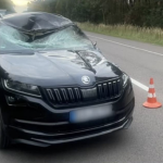 На Рівненщині трапились дві ДТП за участю лося: один загинув під колесами авто, інший втік у ліс