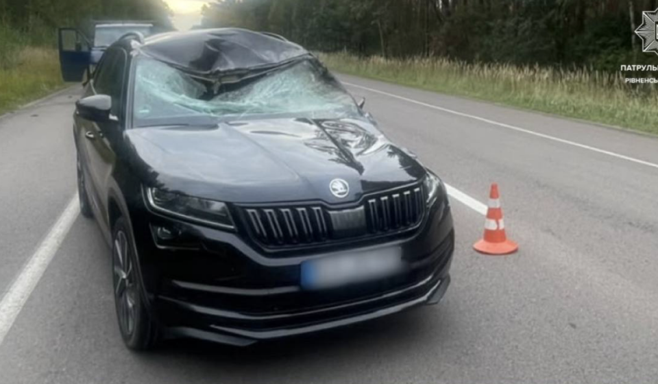 На Рівненщині трапились дві ДТП за участю лося: один загинув під колесами авто, інший втік у ліс