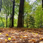 Осінь робить поступки: у Рівненській області очікується ідеальний кінець вересня