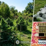 Понад 12 кг канабісу та боєприпаси вилучили на Острожчині під час спецоперації «Джентльмени», викрили групу наркозбувачів