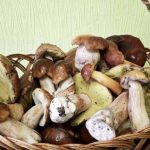 Рівненські грибники демонструють багатий "врожай" білих, польських та золотистих боровиків