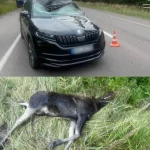 Трагічна нічна аварія біля Дерті в Сарненському районі: під колесами авто загинув лось