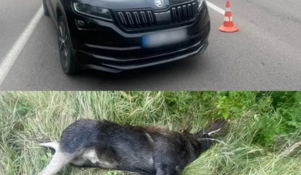 Трагічна нічна аварія біля Дерті в Сарненському районі: під колесами авто загинув лось