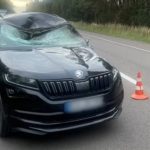 У Рівненській області автомобіль збив двох лосів, один з них загинув