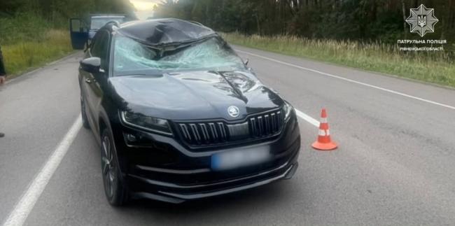 У Рівненській області автомобіль збив двох лосів, один з них загинув