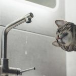У вівторок у Рівному понад 20 вулиць залишаться без водопостачання