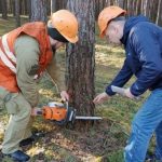 У Рівненській області майстер лісу отримав травму від обірваної гілки дерева