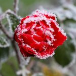 Вночі на вихідних на Рівненщині знову очікуються заморозки